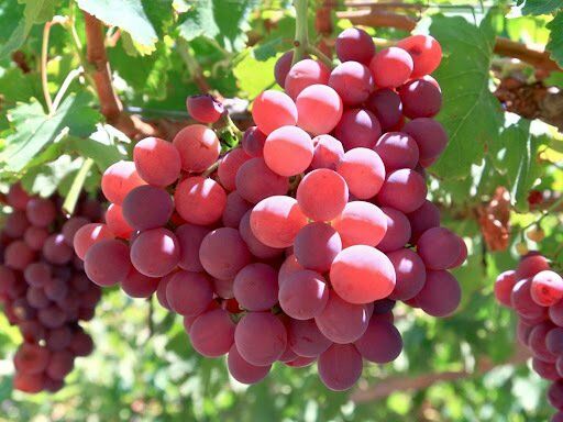TÜPLÜ CRİMSON ÜZÜM FİDANI (ASMA-BAĞ) 2 YAŞ ÇOK LEZZETLİ - ÇEKİRDEKSİZ