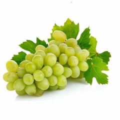TÜPLÜ THOMSON ÇEKİRDEKSİZ ÜZÜM YAŞ 2