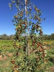 TÜPLÜ HÜNNAP FİDANI YAŞ 2 BOY 50-70CM