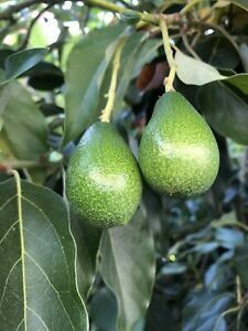 AŞILI TÜPLÜ 2 YAŞ ZUTANO AVOKADO BOY 80-110 CM