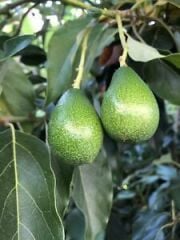 AŞILI TÜPLÜ 2 YAŞ ZUTANO AVOKADO BOY 80-110 CM
