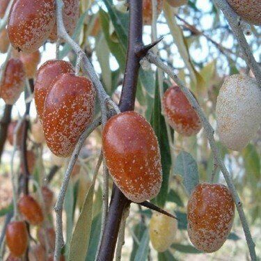 2 YAŞ TÜPLÜ KOKULU İĞDE FİDANI 80-100 CM