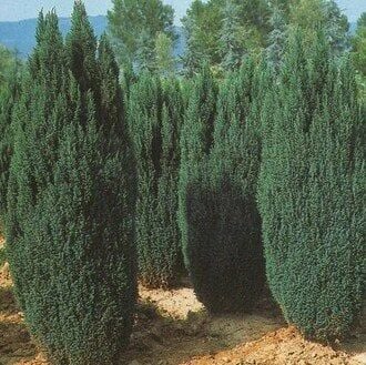 2 Yaş Elvudi Çamı, Chamaecyparis Lawsoniana 70-100 cm