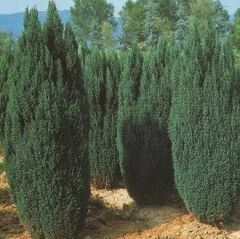 2 Yaş Elvudi Çamı, Chamaecyparis Lawsoniana 70-100 cm