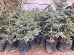 3 YAŞ BÜYÜK TÜPTE MAVİ LADİN FİDANI (100-140 CM)