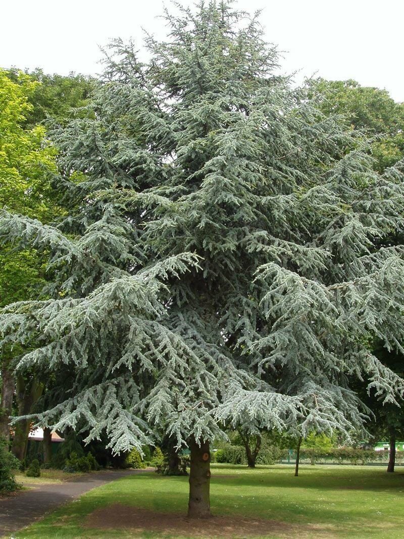 Mavi Atlas Sediri (Cedrus Atlantica) 70-90 CM