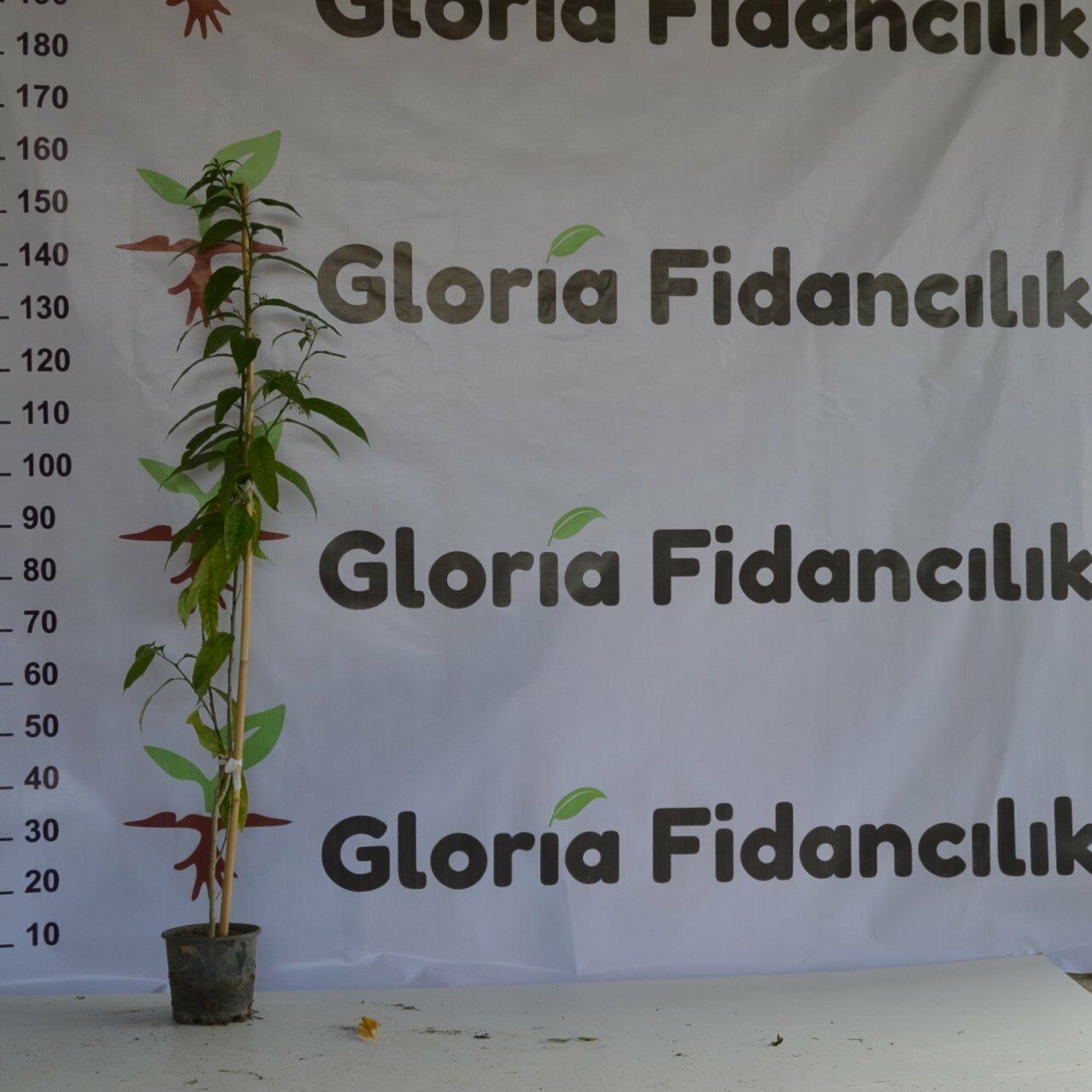 2 YAŞ SAKSIDA MELİSA KOLONYA ÇİÇEĞİ 110-150CM