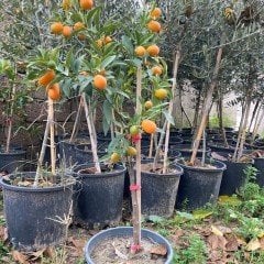 12 LİTRELİK SAKSIDA  BODUR KAMKAT  2 YAŞ BOY 50-70cm