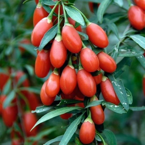 2 YAŞ KIRMIZI GOJİ BERRY(KURTÜZÜMÜ) 100-120 CM
