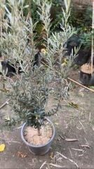 SAKSIDA YARI BODUR 7-10 KUTUR GEMLİK ZEYTİN FİDANI 4-5 YAŞ 50-70 CM BOY