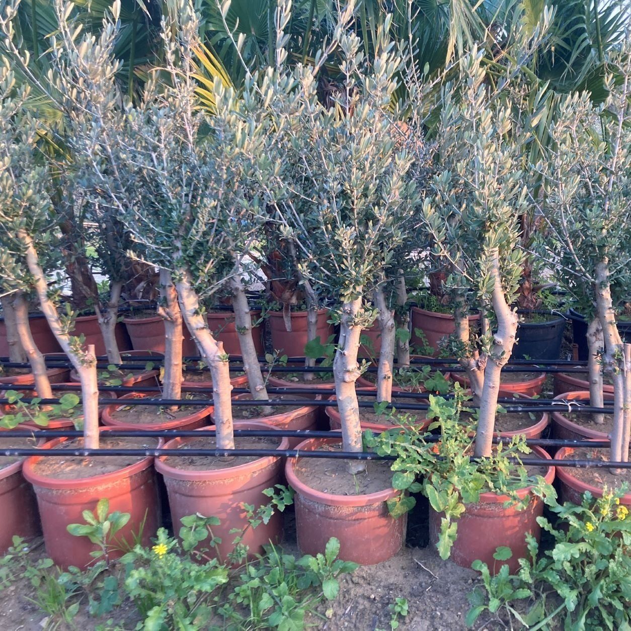SAKSIDA YARI BODUR 12-15 KUTUR GEMLİK ZEYTİN FİDANI 6-7 YAŞ 50-70 CM BOY
