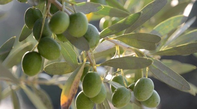 TÜPLÜ 3 YAŞ GEMLİK ZEYTİN FİDANI