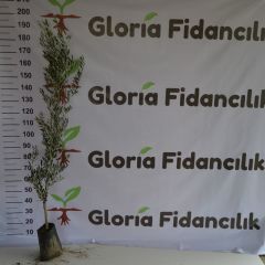 TÜPLÜ 3 YAŞ GEMLİK ZEYTİN FİDANI