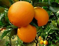 Bodur Aşılı Yediveren Limon-Portakal-Kamkat-Mandalina Fidanı