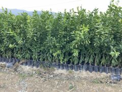 Bodur Aşılı Yediveren Limon-Portakal-Kamkat-Mandalina Fidanı