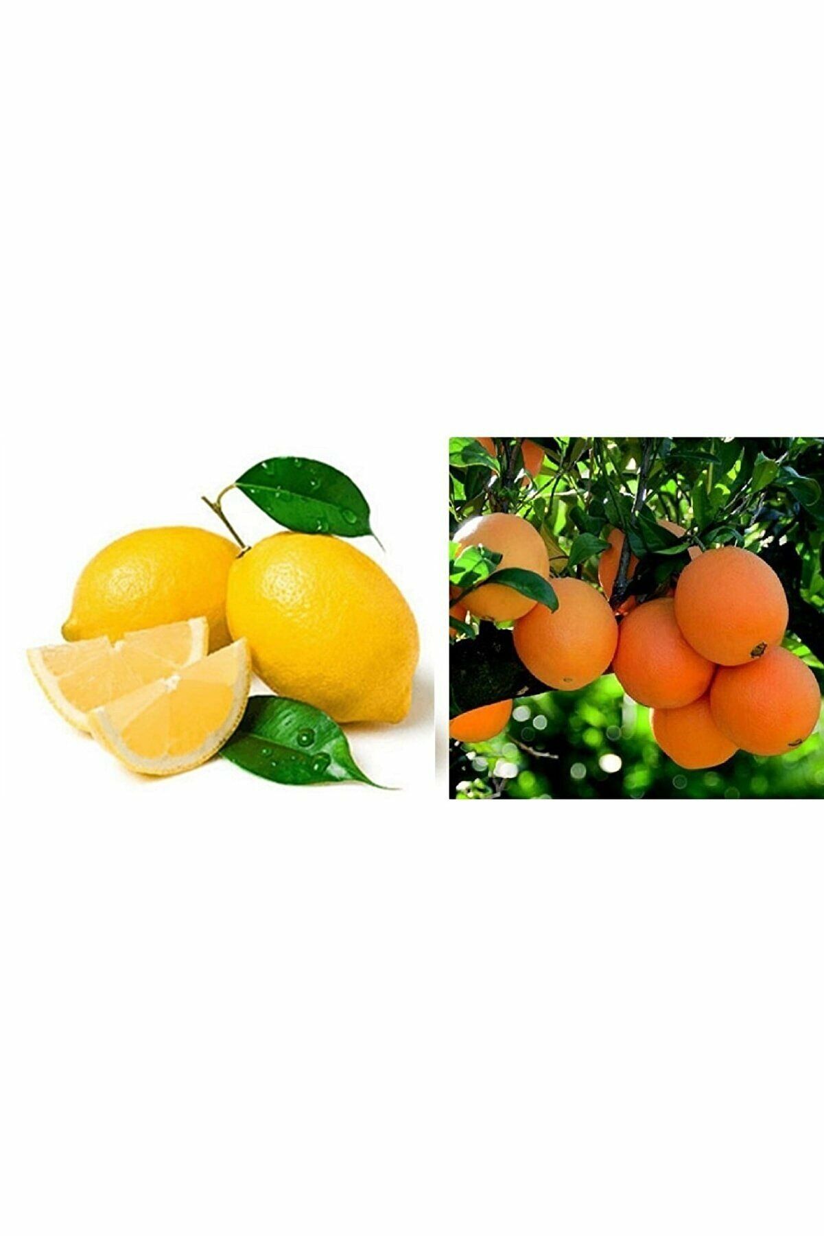 Tüplü Aşılı Bodur Saksılık Nevalina Portakal + Yediveren Limon 2 Yaş Boy 70-80cm (2li Paket)