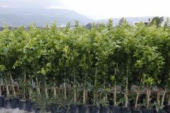 Tüplü Aşılı Yediveren Limon + W.murcott Mandalina Fidanı(2li Paket)