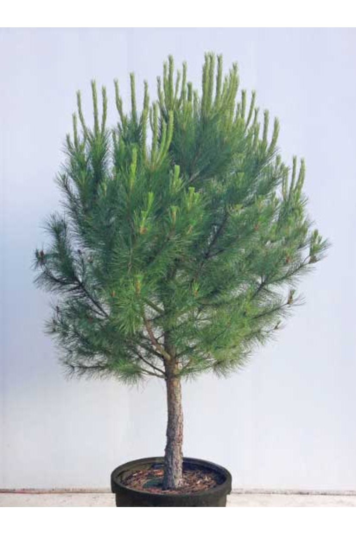 Saksılı Fıstık Çam Fidanı Boy 70-100cm