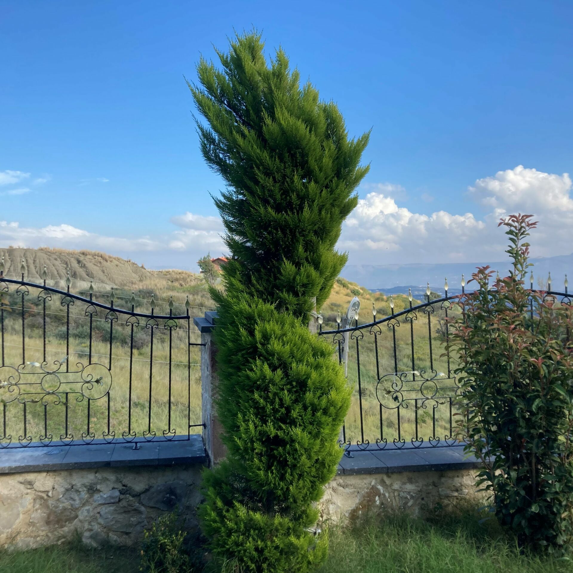 TÜPLÜ LİMONİ SERVİ FİDANI 4 ADET BOY 50-60CM