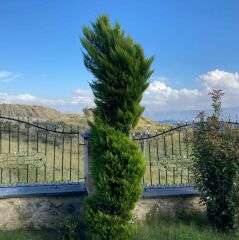 TÜPLÜ LİMONİ SERVİ FİDANI 4 ADET BOY 50-60CM