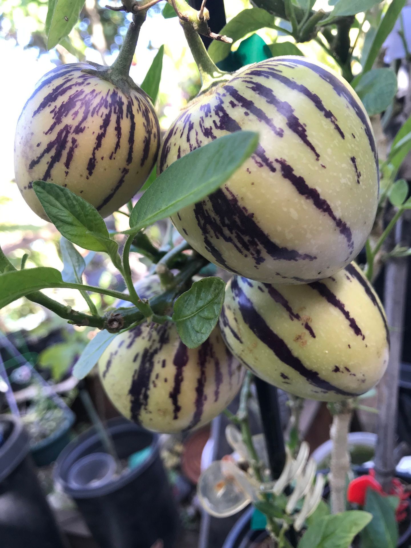 4 ADET Tüplü Salkım  Pepino Fidanı Yaş 1 Boy 45-65cm