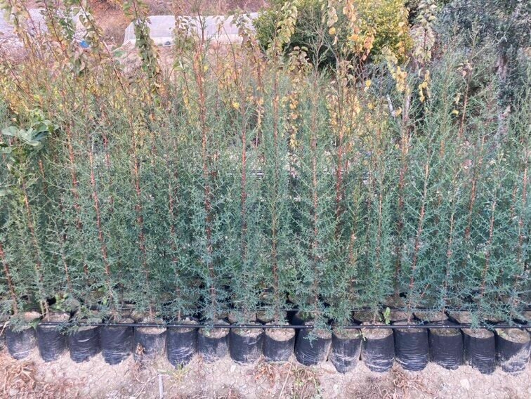 2 ADET TÜPLÜ KARA SELVİ FİDANI 80-110 CM