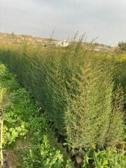 2 ADET TÜPLÜ KARA SELVİ FİDANI 80-110 CM