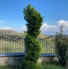 TÜPLÜ LİMONİ SERVİ FİDANI 4 ADET BOY 50-60CM