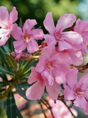 TÜPLÜ ZAKKUM FİDANI PEMBE ÇİÇEKLİ NERİUM OLEANDER