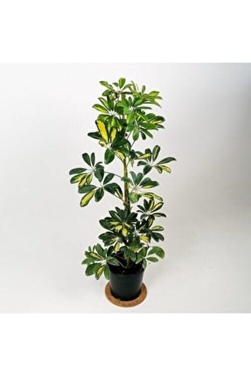 Şeflera Bitkisi 100 Cm Schefflera Bitkisi 5 Parmak Bitkisi Ev Bitkisi Ofis Bitkisi Salon Bitkisi