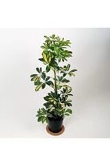 Şeflera Bitkisi 100 Cm Schefflera Bitkisi 5 Parmak Bitkisi Ev Bitkisi Ofis Bitkisi Salon Bitkisi