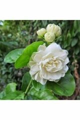 TÜPLÜ 2 YAŞ KOKULU KATMERLİ FULL YASEMİN ÇİÇEĞİ BOY 50-70 CM