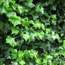 TÜPLÜ DUVAR SARMAŞIĞI HEDERA FİDANI YAŞ 2 BOY 80-110cm 2 ADET