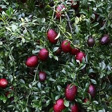 Tüplü 2 yaş Avusturalya Blood-Kırmızı Lime Limon Fidanı