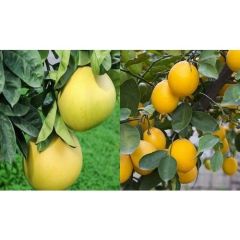 TÜPLÜ AŞILI YEDİVEREN LİMON+ŞADOK AĞAÇ KAVUNU 2 YAŞ 90-110 CM
