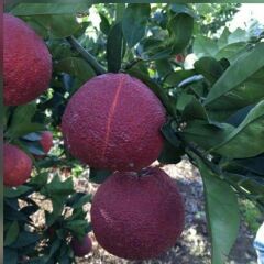 TÜPLÜ AŞILI RED BLOOD ORANGE PORTAKAL FİDANI 2 YAŞ 90-110 CM BOY