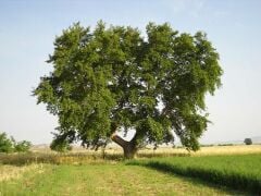 Tüplü Çınar Ağacı (Platanus Orientalis) Fidanı (200-300 cm)