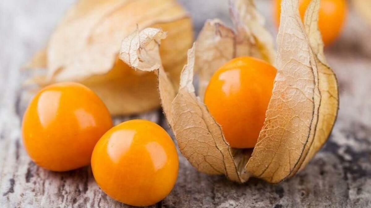 Şifalı Jumbo Boy Altın Çilek Yer Kirazı Fidesi (2 adet)