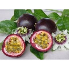 Tüplü Passion Fruit -Tutku-Aşk Meyvesi Fidanı 4 Yaş (150-200 cm)