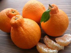 Tüplü Dekopon Mandalina Fidanı