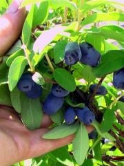 BAL YEMİŞİ (HONEYBERRY) FİDANI