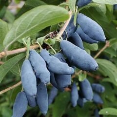 BAL YEMİŞİ (HONEYBERRY) FİDANI