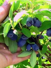 BAL YEMİŞİ (HONEYBERRY) FİDANI