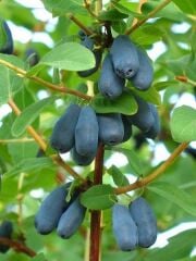 BAL YEMİŞİ (HONEYBERRY) FİDANI