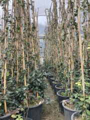 SAKSIDA 4 YAŞ SARMAŞIK YASEMİN(ARAP YASEMİNİ) BOY 220-250 CM
