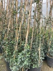 SAKSIDA 4 YAŞ SARMAŞIK YASEMİN(ARAP YASEMİNİ) BOY 220-250 CM