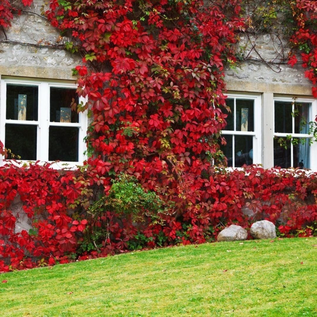Amerikan Sarmaşığı Fidanı (Parthenocissus quinquefolia) - Beşparmak Sarmaşığı (175-200cm)