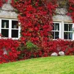 Amerikan Sarmaşığı Fidanı (Parthenocissus quinquefolia) - Beşparmak Sarmaşığı (175-200cm)
