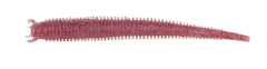 Berkley Gulp Saltwater Fat Sandworm Sahte Kurt