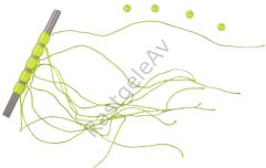 Lineaeffe Stoper Tope